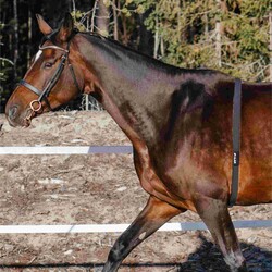 Polar Equine Binicilik İçin H10 HR Kalp Atış Hızı Sensörü Gen - Thumbnail